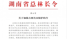 湖南第6号总林长令发布了！有关古树名木 经济要闻 华声经济